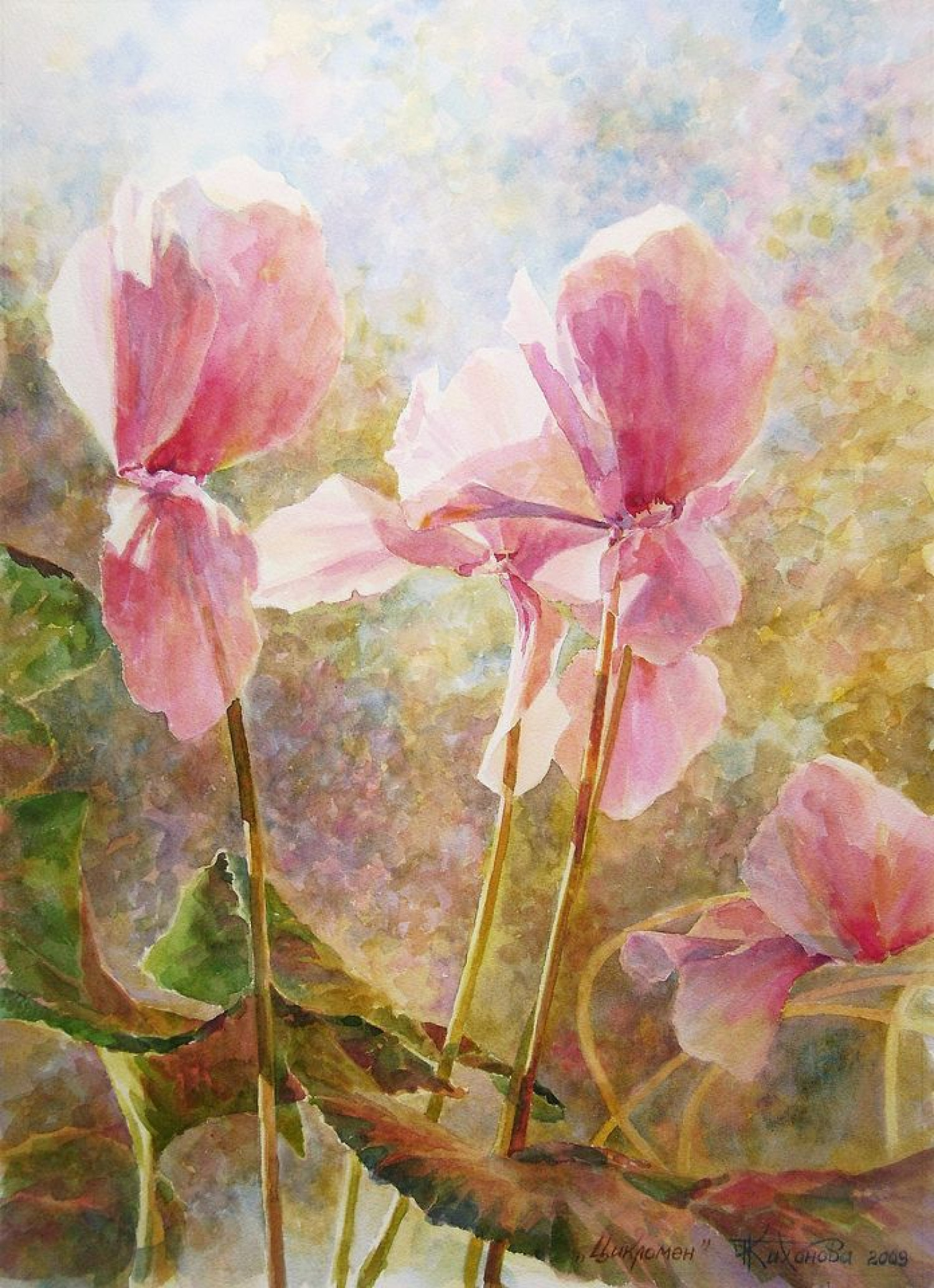 К.Ю.Тихонова. Цикламен. 2009. 52х38 см. бумага, акварель.